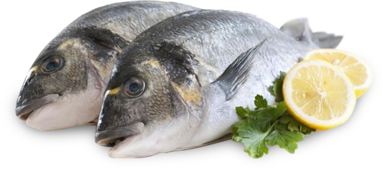 ÇİPURA