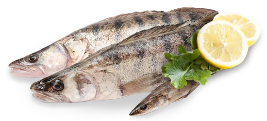 SUDAK